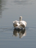 St. James Park Swan